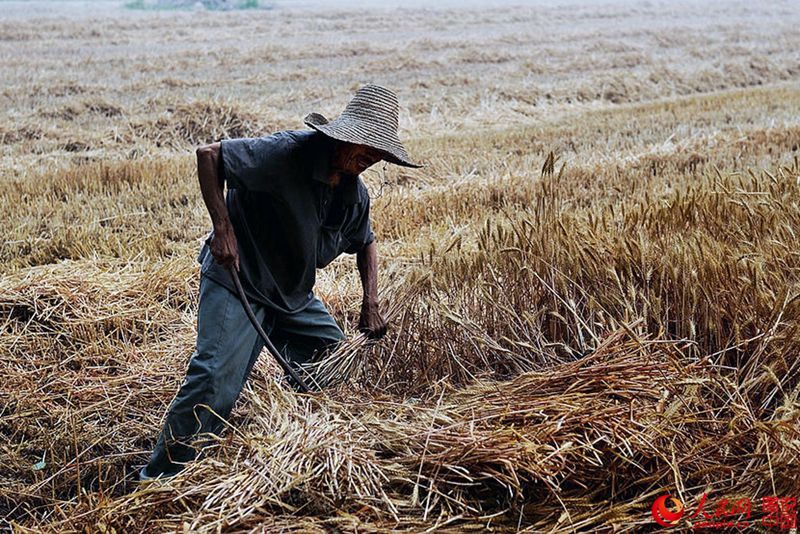 ????? ??? ??, ????? ‘???(麥客)’