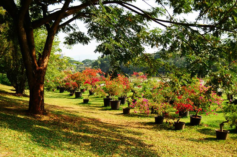 ????(西雙版納)? ?? ???? '??(曼聽(tīng))??'