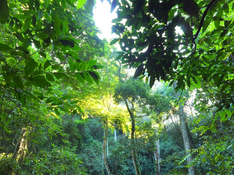 ????(西雙版納)? ?? ???? '??????'