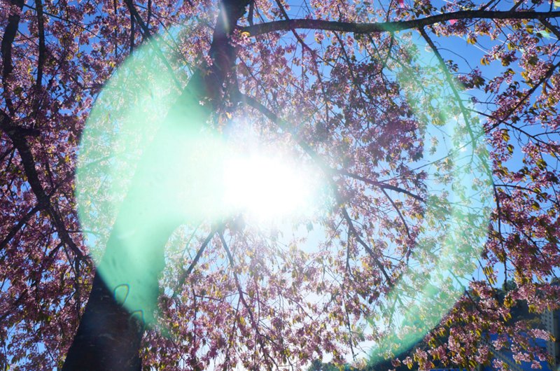 ??(騰沖)? ?? ?? ?? '???(櫻花谷)'