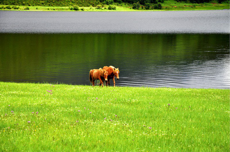 ????(香格裡拉)???? ?? ??? ?