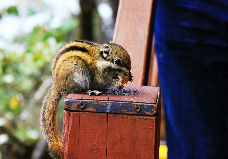 ????? ?? ???? ???,???(普達(dá)措)??????