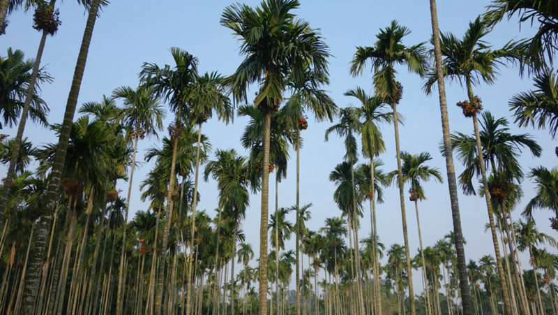 ????(海口)? ?? 10? ??? ‘???(金牛嶺)??’