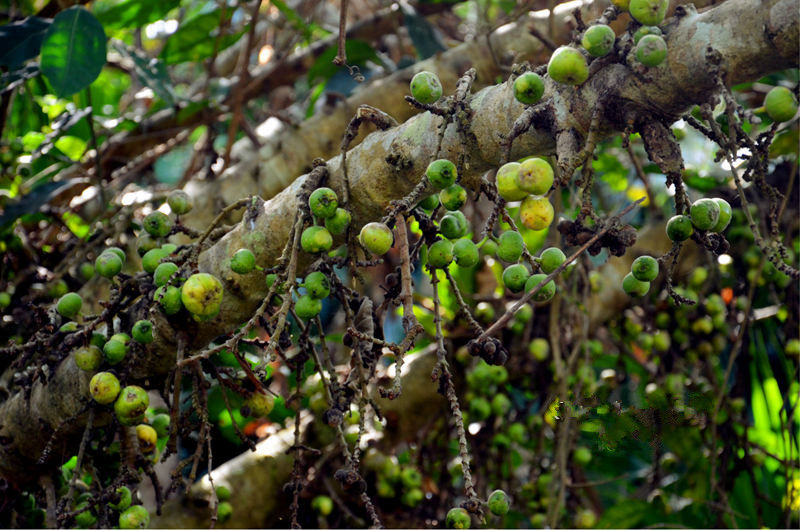 ??(三亞)? ?? ???,'???(呀諾達) ????'