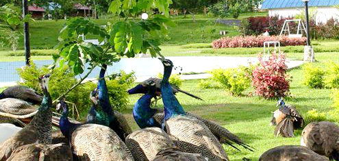 ?????(熱帶植物園)