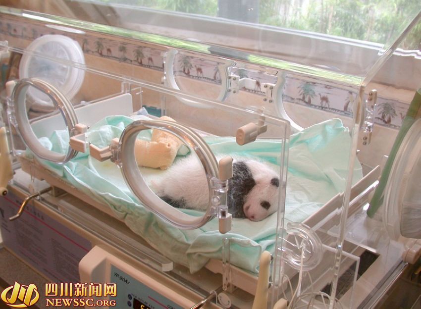 ???? ?? ???? ????: ?? ?? ??? 1/993? ??