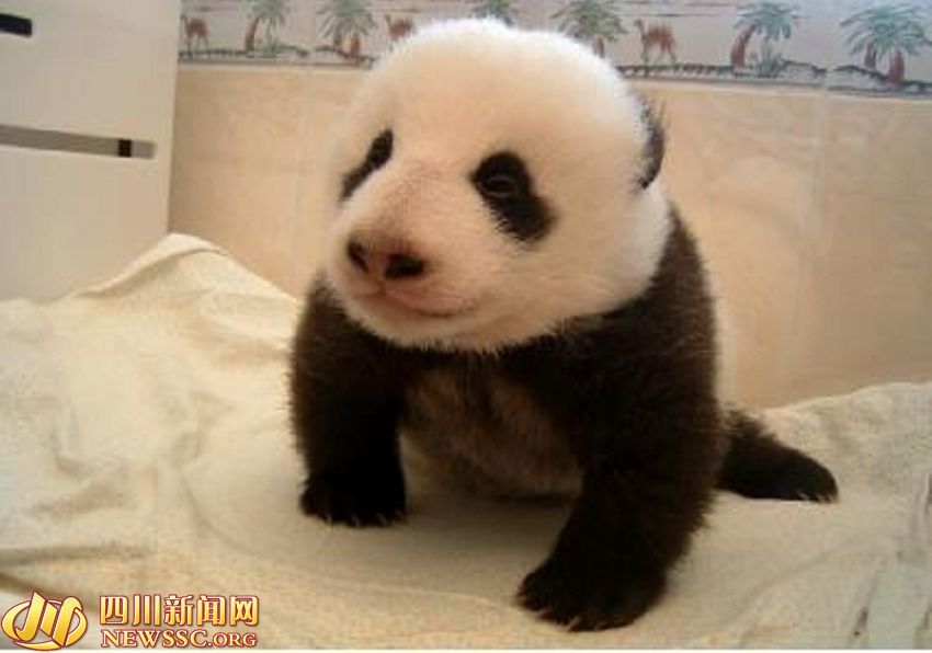 ???? ?? ???? ????: ?? ?? ??? 1/993? ??