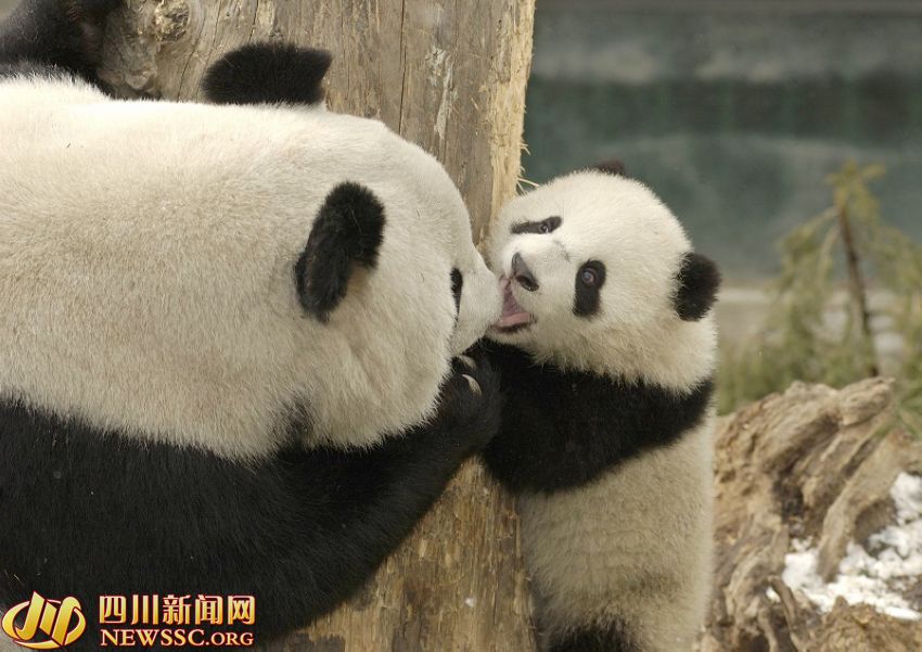 ???? ?? ???? ????: ?? ?? ??? 1/993? ??