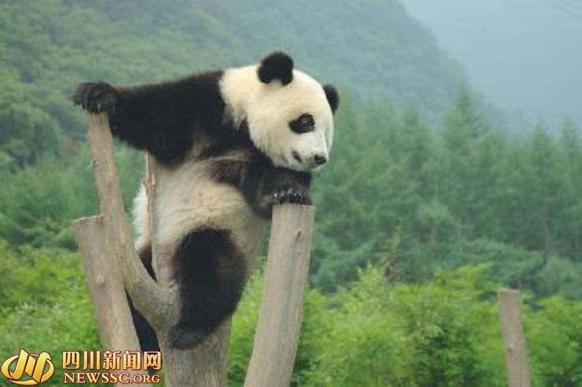 ???? ?? ???? ????: ?? ?? ??? 1/993? ??