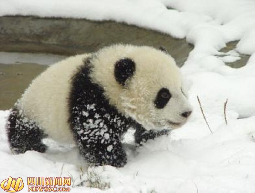 ???? ?? ???? ????: ?? ?? ??? 1/993? ??