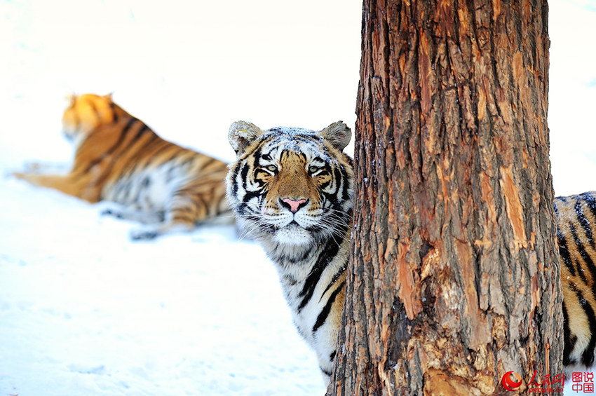 ?????, ????? ?? ???? ??