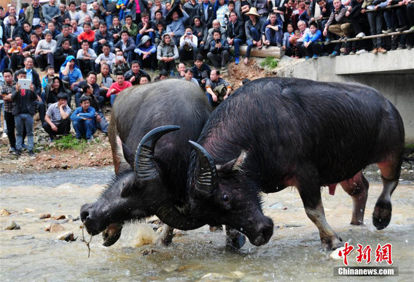 ??(廣西) ‘??? ??’ ?? ?? ??? ????