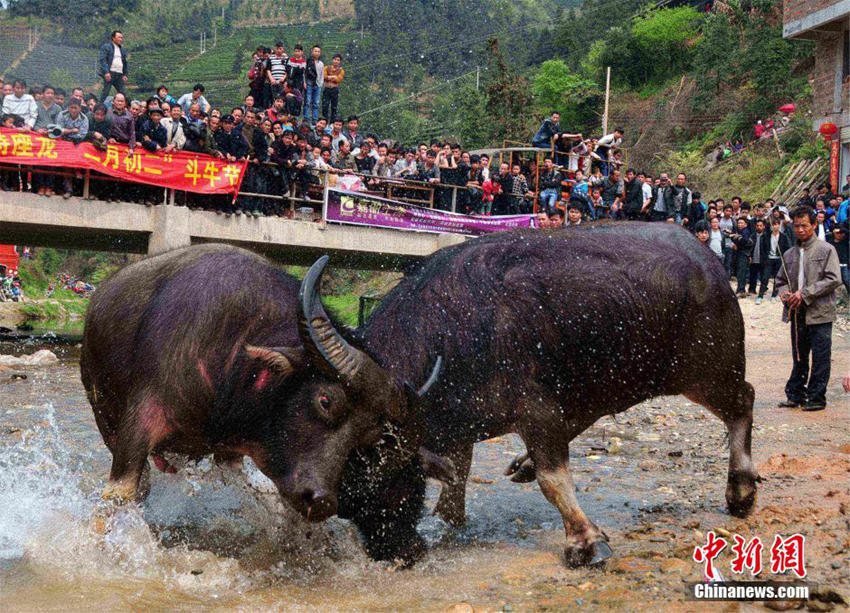 ??(廣西) ‘??? ??’ ?? ?? ??? ????