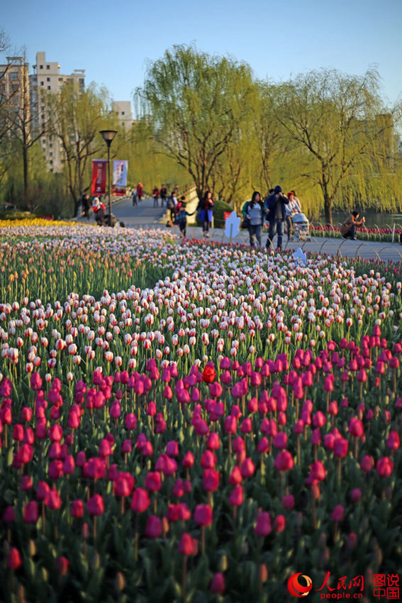 ??? ??(大寧)? ????, ???? ??? ? ??