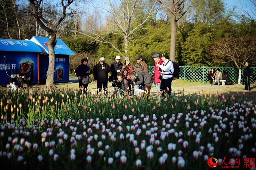 ??? ??(大寧)? ????, ???? ??? ? ??