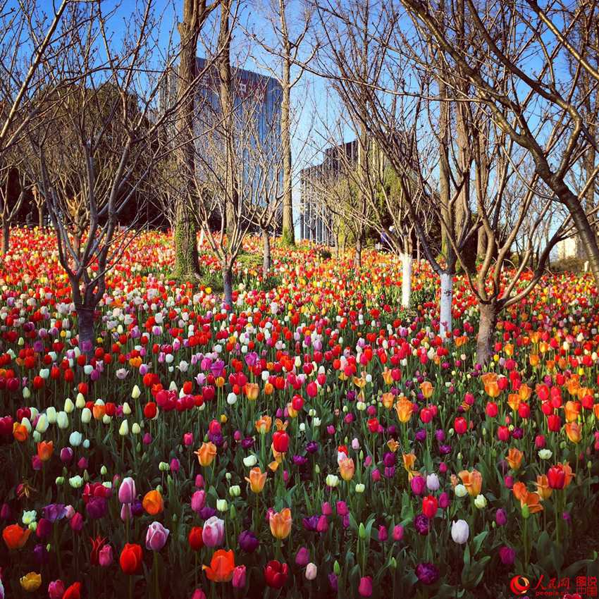 ??? ??(大寧)? ????, ???? ??? ? ??