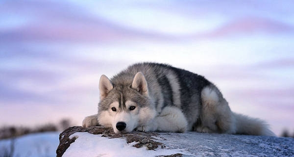 ???? ??? ???, ?????!