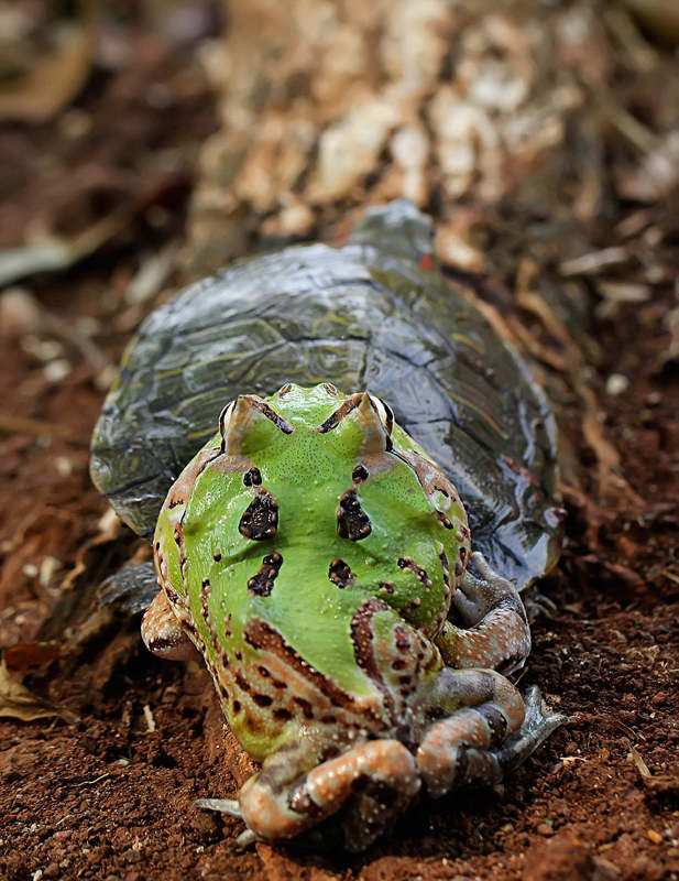 ??? ?? ??? ????, ??? ???…