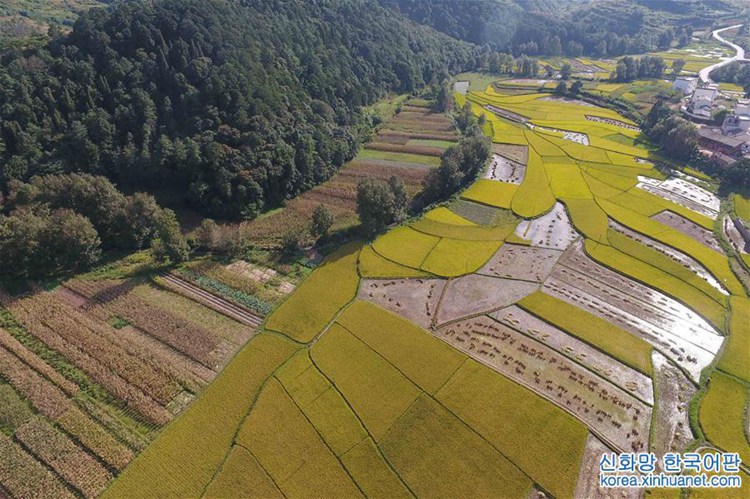 ?? ?? ?? ?? ??, ‘??? ?’