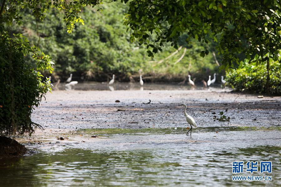 ?? ?? ??? ??(巴金) ??? ??? ? ?? ??(廣東)? ?????????(新會小鳥天堂) [?? ??: ???]