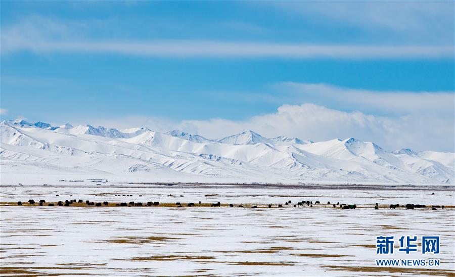 ??(西藏) ??(當(dāng)雄)? ?? [3? 1? ??/?? ??: ???]