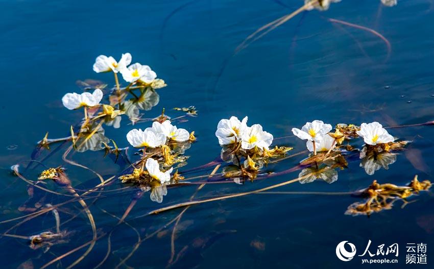 ?? ?????? ???? ??? [?? ??: ???]