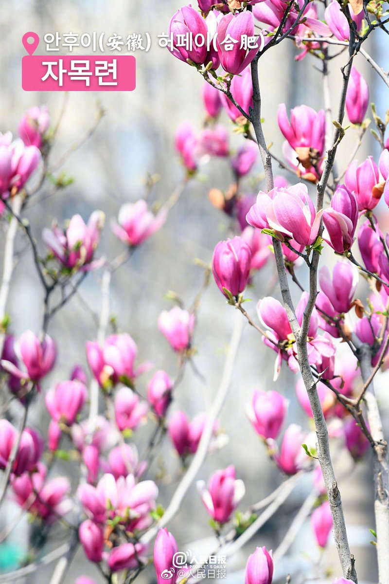 ???(安徽) ???(合肥)? ???