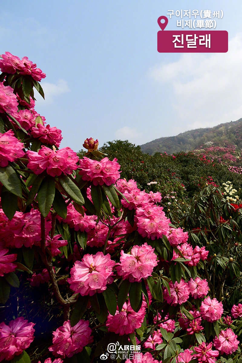 ????(貴州) ??(畢節(jié))? ???