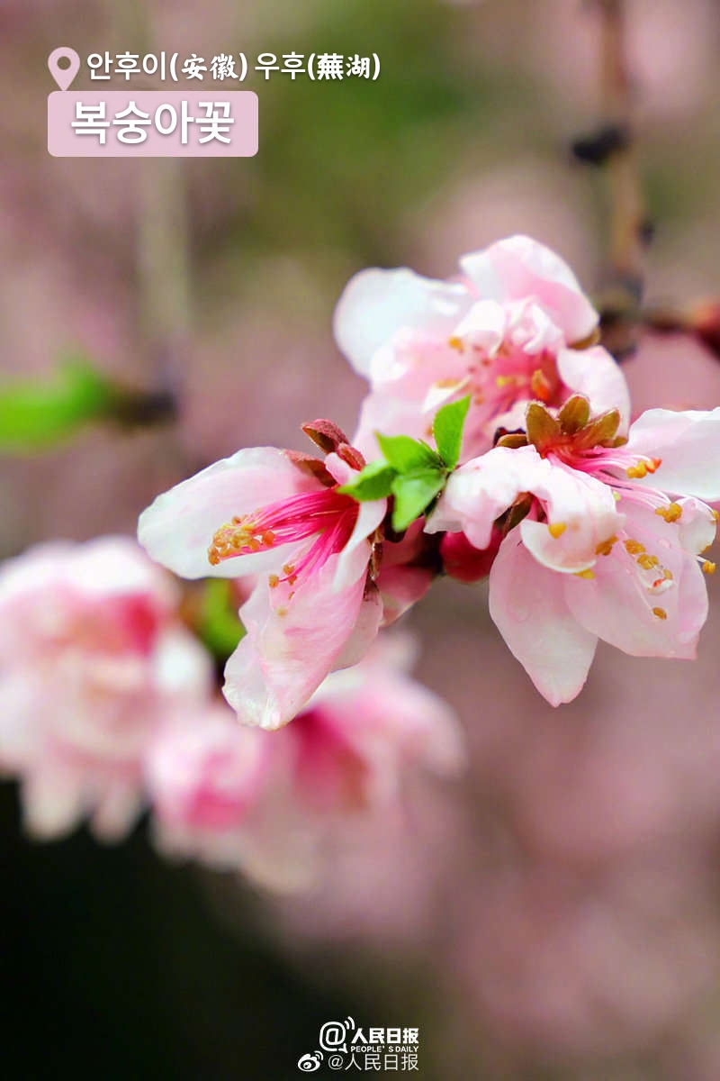 ???(安徽) ??(蕪湖)? ????