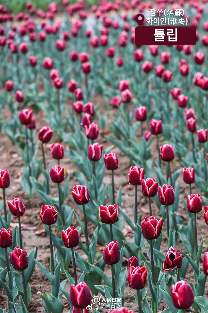 ??(江蘇) ???(淮安)? ??