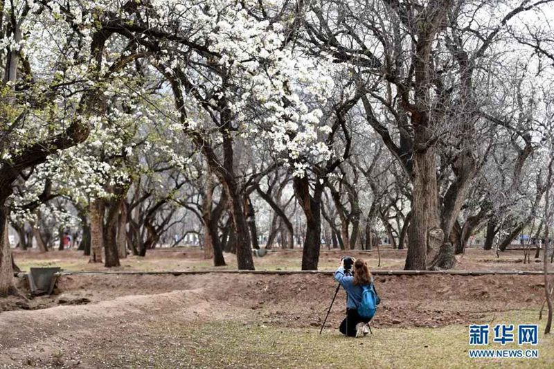 ?? 3?, ???? ??(寧夏) ???(中衛(wèi))? ???(南長灘)??? ??? ??? ?? ??. [?? ??: ???]