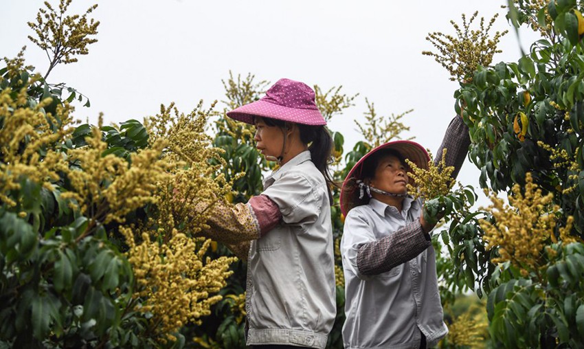 ??(廣西) ???(欽州) ??(久隆)? ???(靑草)? ???? ????? ????. [4? 5? ??/?? ??: ???]