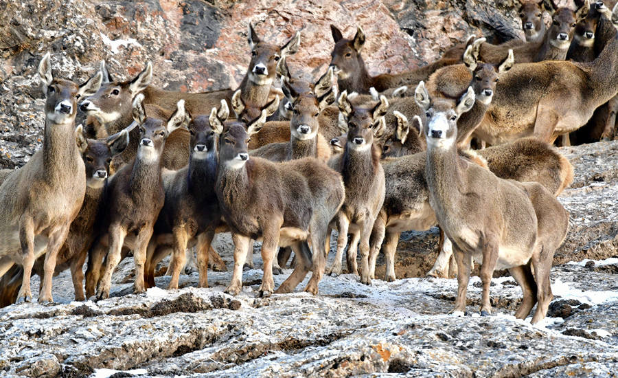 ?????? ???? ????? [?? ??: ???]