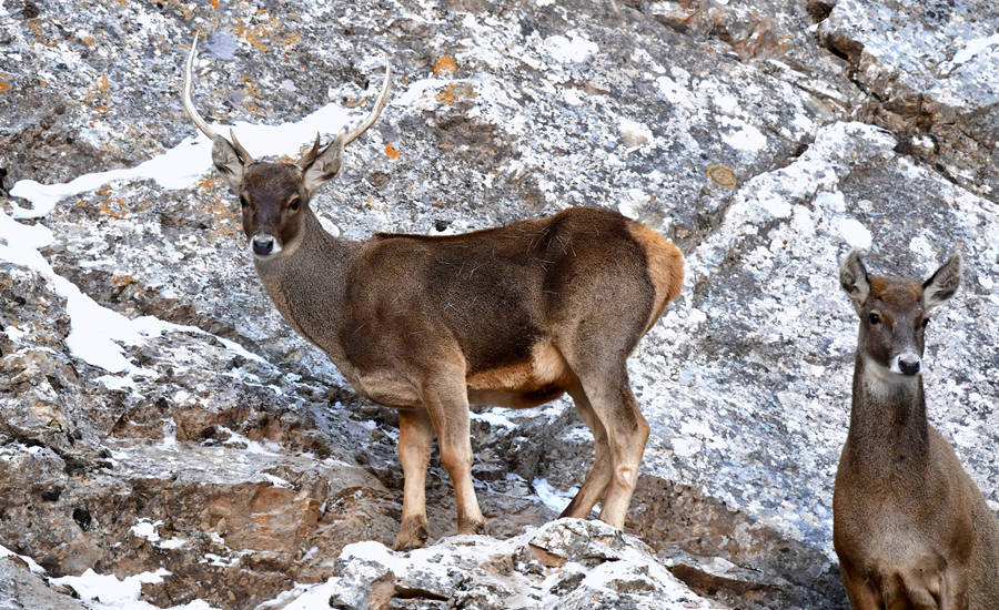 ?????? ???? ????? [?? ??: ???]