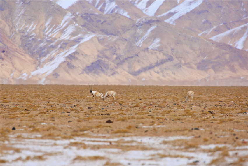 ?????(??: Gazella subgutturosa)? ??? ??. [?? ??: ???]