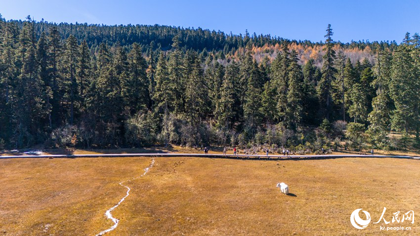 ???? ???? ? ???? ??? ??? ???(牦牛: ??)