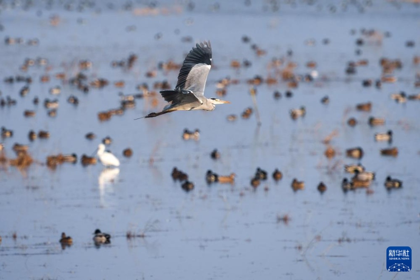 ???(??: Ardea cinerea)? ??????? ?????. [11? 12? ??/?? ??: ???]