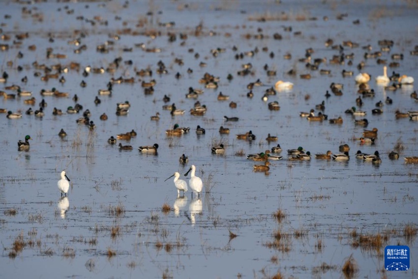 ??? ??????? ??? ???. [11? 12? ??/?? ??: ???]