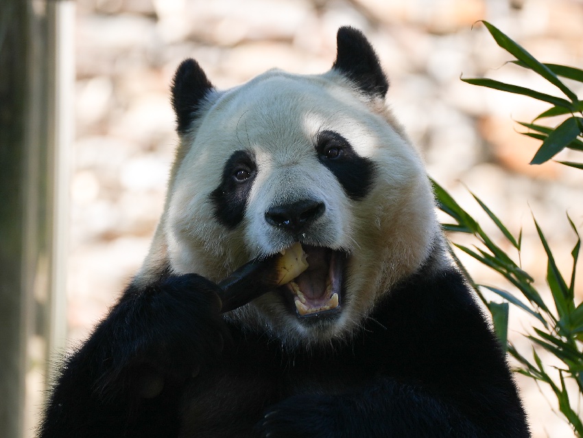 中 ‘???’, ?? ??? ???!