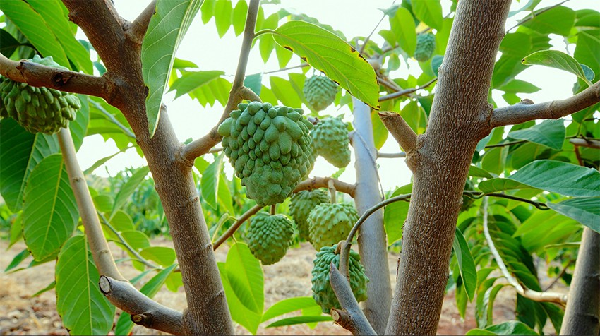 ???? ????(??: Annona squamosa L.)