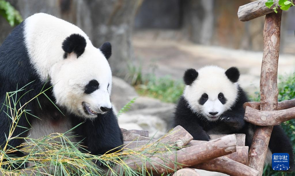 ‘??’(???)? ?? ?? ‘??(盈盈)’? ?? ??. [5? 27? ??/?? ??: ???]