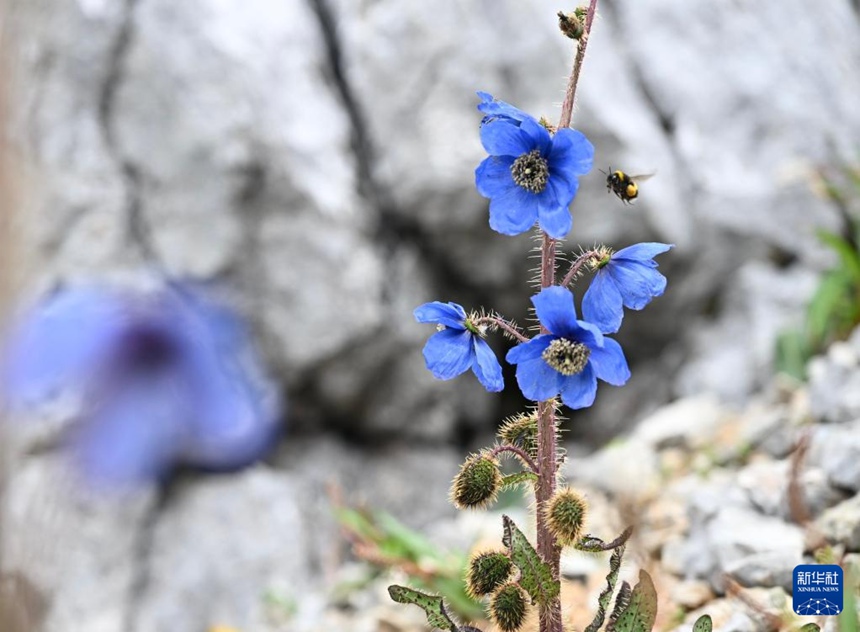 7? 23? ????? ??(石卡)?? ??? ????? ??? ???? ???. ??? ???? ???? ??? ?? ??? ?? ? ??? ?? ????. [?? ??: ???]