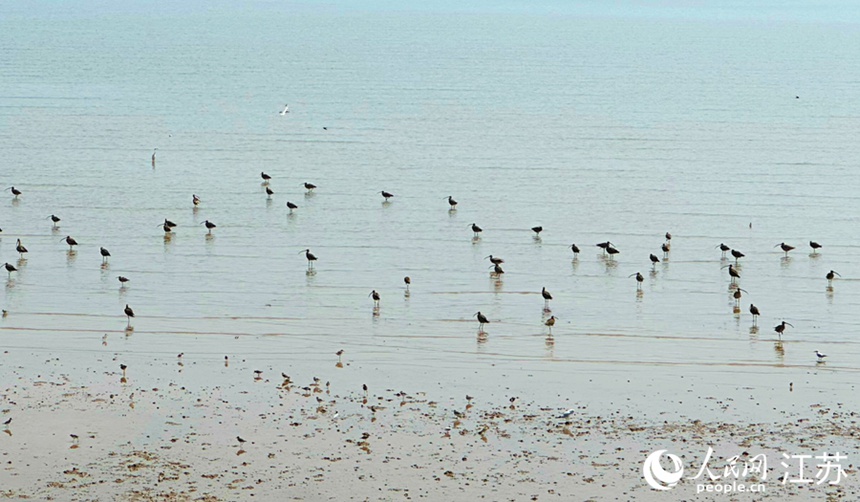 ????(條子泥)????? ???? ??? ??? ?? ??? ??? ?? ? ? ??. [?? ??: ???]