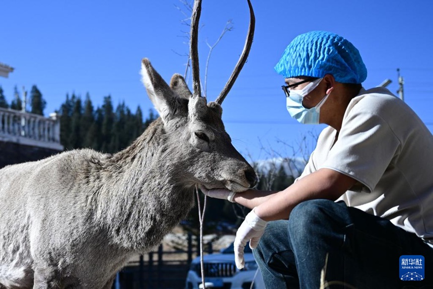 ?????? ?? ???(徐永靑)? ??? ????(??: Cervus elaphus)? ???. [11? 10? ??/?? ??: ???]