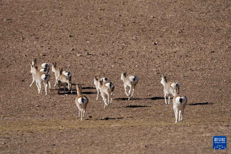 ?? 2? ?? ??? ??????? ??? ????(藏原羚: ??? ??)