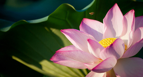 ?????(曲院風(fēng)荷)